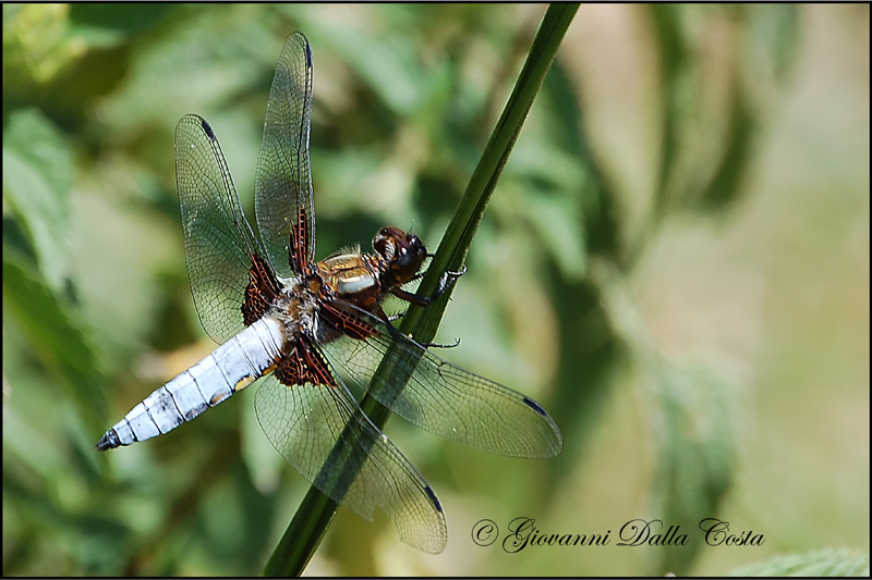 Libellula depressa